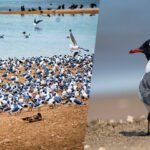 Más de 10 mil gaviotas de Franklin de Norteamérica llegan a Perú