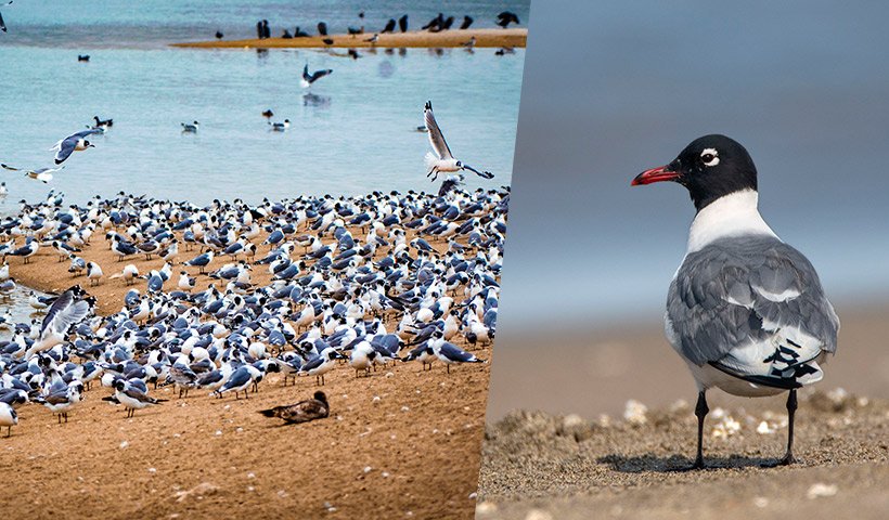 Más de 10 mil gaviotas de Franklin de Norteamérica llegan a Perú