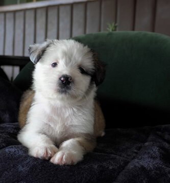Huéspedes de corazón: únete a la jornada de adopción canina este fin de semana