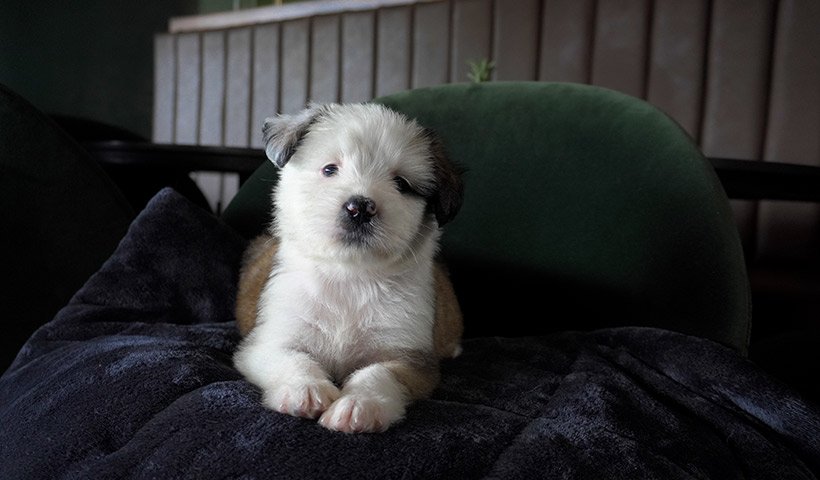Huéspedes de corazón: únete a la jornada de adopción canina este fin de semana